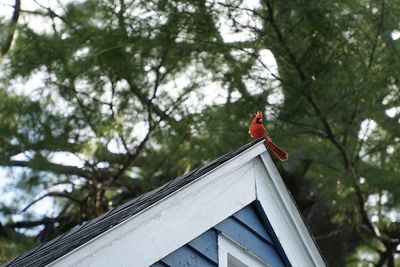 Low angle view of red male cardinal perching on roof