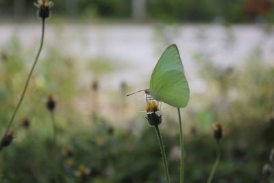 Close-up of butterfly pollinating on flower