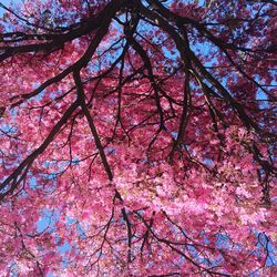 Low angle view of cherry blossom tree