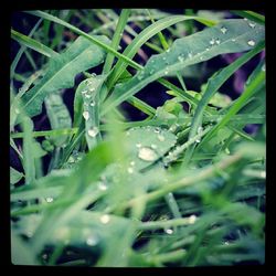 Close-up of water drops on grass