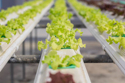 Close-up of vegetables for sale in market