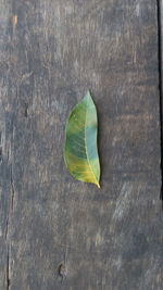 High angle view of dry leaves on table