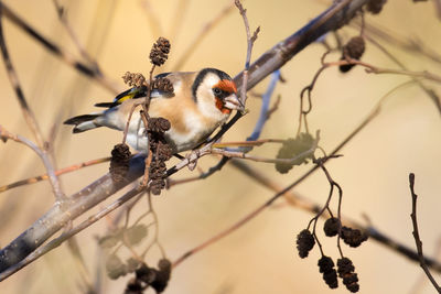 Close-up of european goldfinch perching on branch