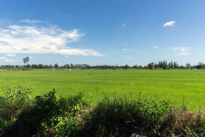 Scenic view of agricultural field against sky