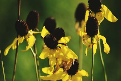 Close-up of butterfly on yellow flower