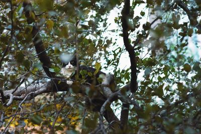 Low angle view of bird perching on tree