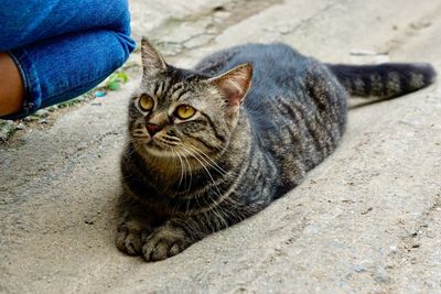 Portrait of cat relaxing on floor in city