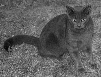 Portrait of black cat on land