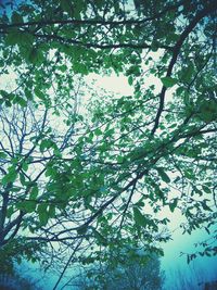 Low angle view of trees against sky