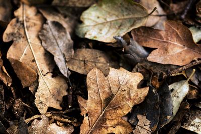 High angle view of fallen maple leaves