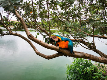 View of macaw perching on tree