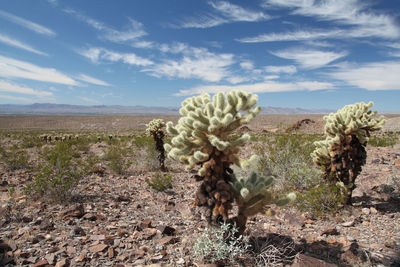 Cholla cactus in the desert of nevada