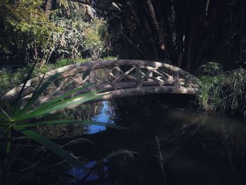 Reflection of trees in water