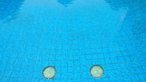 High angle view of an animal floating on swimming pool