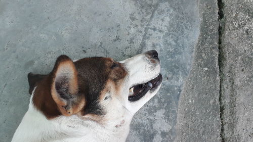 Close-up of a dog against wall