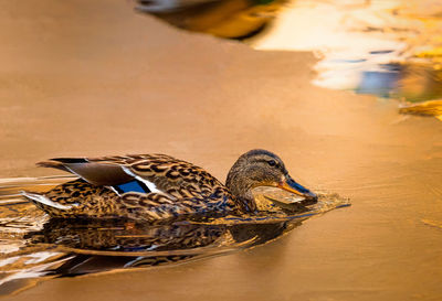 Birds swimming in a lake