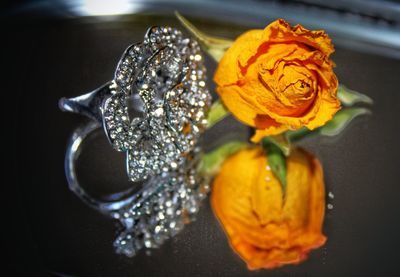 Close-up of rose