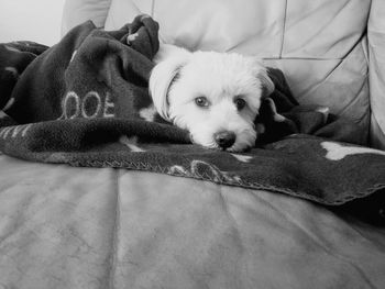 Close-up of puppy sleeping on blanket