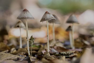 Close-up of mushroom growing on land