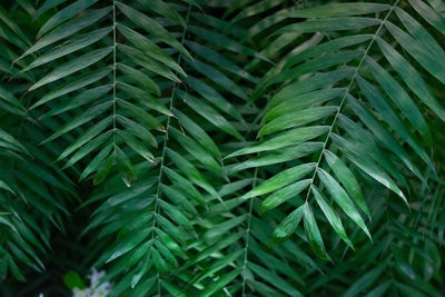 Close-up of fern leaves