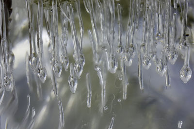 Close-up of frozen plants