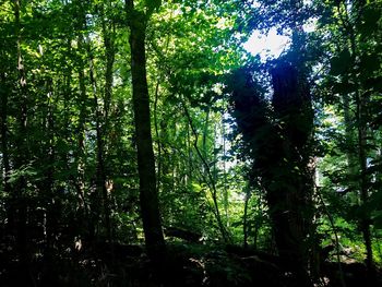 View of trees in forest