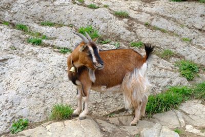 Goat  standing in a field