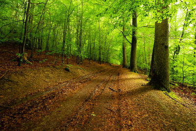 Trees growing in forest