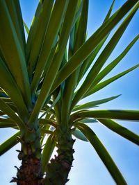 Low angle view of plants
