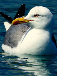 Close-up of seagull swimming in sea