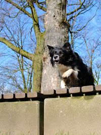 Low angle view of dog against sky