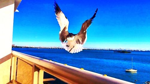 Seagull flying over sea