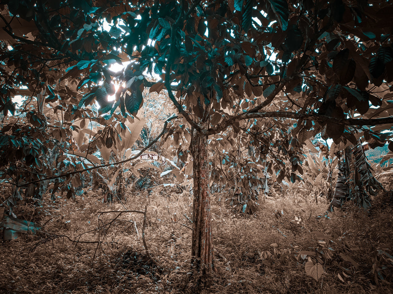 LOW ANGLE VIEW OF TREES GROWING ON FIELD