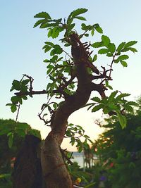 Low angle view of trees against clear sky