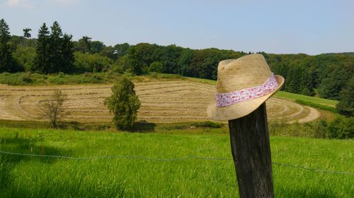 Scenic view of grassy field