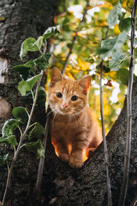 Portrait of kitten in a forest