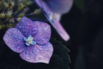 Close-up of purple hydrangea flower