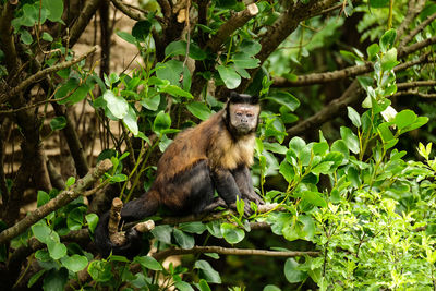 Brown capuchin monkey in a tree at wellington zoo, new zealand.