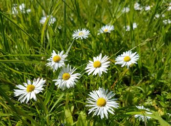 Close-up of white flowers blooming in field