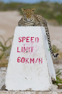 A young leopard in etosha, a national park of namibia