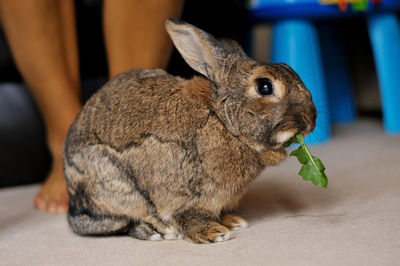 Close-up of a rabbit