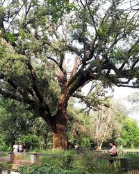 People sitting on tree trunk against plants in park