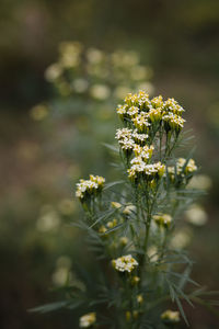 Close-up of white flowering plant