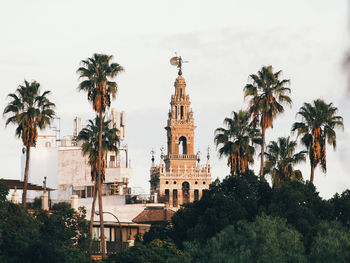 Palm trees and buildings against sky