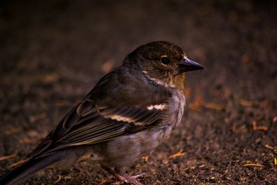 Close-up of bird