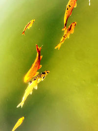 High angle view of fish swimming in pond