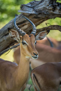 Impala standing in forest