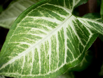 Close-up of fresh green leaves