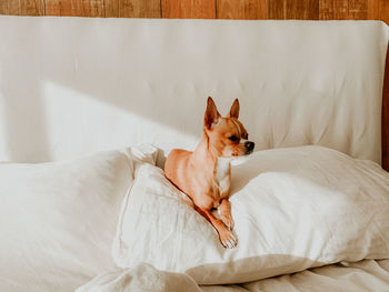 Portrait of dog relaxing on bed