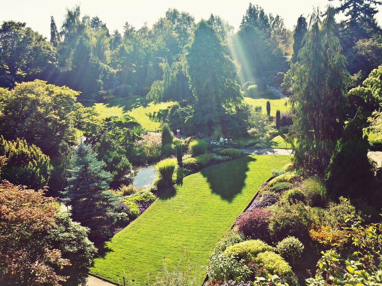 tree, growth, green color, beauty in nature, tranquility, nature, tranquil scene, scenics, lush foliage, plant, sunlight, freshness, green, park - man made space, outdoors, idyllic, day, flower, growing, forest